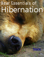 Certain mammals have what many people might consider the good fortune to be able to sleep through the winterto hibernate.